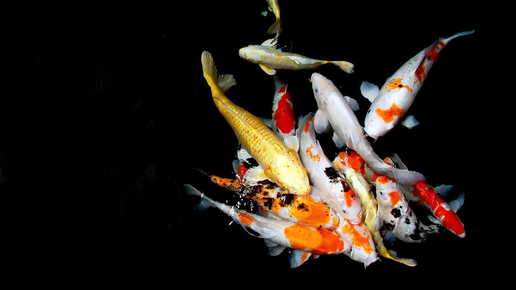 Koi fish huddled together in the water.